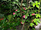 DSCN9778
