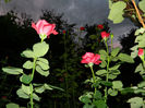 DSCN9796