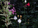 DSCN9806