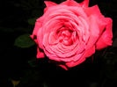 DSCN9809