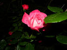 DSCN9811