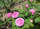 DSCN7881