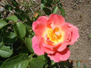 DSCN7894