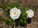 DSCN7897