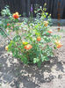 DSCN7900