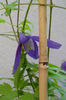 clematis pamela jackman