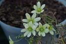 Clematis Pixie