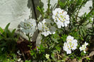 Iberis