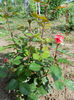 DSCN7946