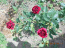 DSCN7948