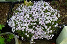 Phlox subulata albastru 2
