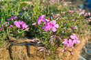 Phlox subulata roz