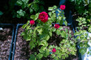 Red Leonardo Davinci