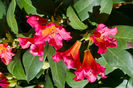 rhododendron rosu