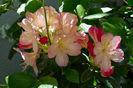 rhododendron rozaliu
