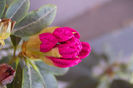 rhododendron