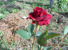 DSCN7950