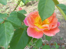 DSCN7952