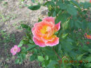 DSCN7953
