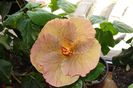 hibiscus Topaz Glory