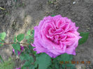 DSCN7956