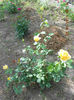 DSCN7961