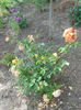 DSCN7962