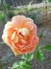 DSCN7963