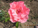 DSCN7964