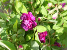 DSCN7967