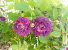 DSCN7972