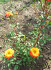 DSCN7984