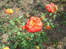 DSCN7985