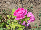 DSCN7988