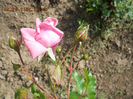 DSCN7990