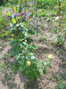 DSCN7991