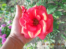 DSCN7995