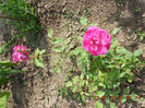 DSCN8003