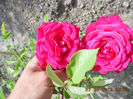 DSCN8006