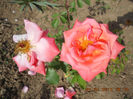 DSCN8008