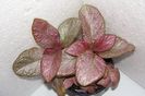 Strauberry Mist