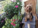 Shalimar sta frumos :))