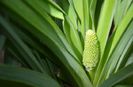 Kniphofia