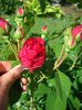 Eric Tabarly ® • Red Eden Rose • MEIdrason