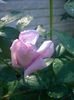 Sissi ® • Blue Monday • Blue Moon • Mainzer Fastnacht • Mainzer Rad • Navo-Rose • TANnacht