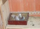 DSCN0964