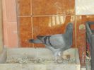 DSCN0956