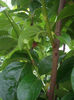 floare de kaki