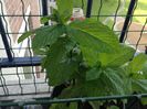 Menta