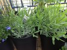 Lavandula angustifolia